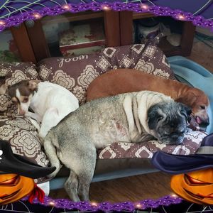 Meet your Posher, Lou